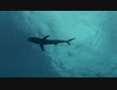 Grey Reef Shark　中野博臣