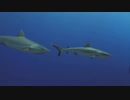 Grey Reef Sharks on a Coral Reef　　中野博臣
