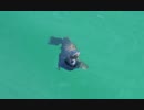 中野博臣　Seal in Blue Water