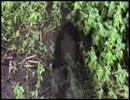 白鳥「いる。」～怖すぎる投稿映像13本～Vol.23