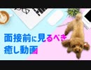 面接の前に必ず見るべき癒し動画【就職・転職】入室前必見！