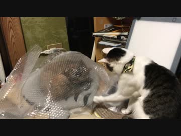 プチプチの中身が気になる猫