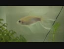 きんぎょ２ #ブリストル朱文金 #金魚 #イギリス生まれ