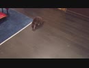 てくてく追いかけてくるカワウソご先祖ちゃん