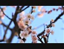 【VLOG】下赤塚の赤塚溜池公園(Akatsuka tameike park)、赤塚梅まつりで梅の花を観賞【タイムラプス】