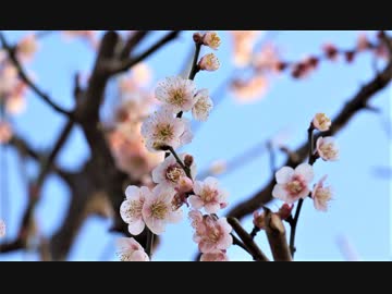 【VLOG】下赤塚の赤塚溜池公園(Akatsuka tameike park)、赤塚梅まつりで梅の花を観賞【タイムラプス】