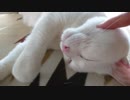 白い奴にプニプニした