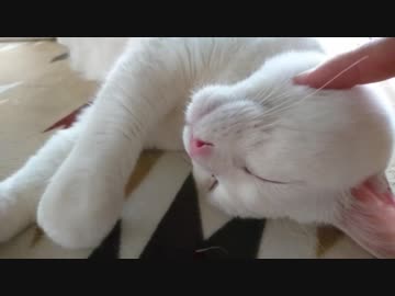 白い奴にプニプニした