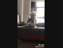 動物動画集１