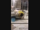 動物動画集２