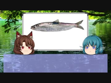 【ゆっくり解説】ゆっくりわかさぎ姫が教える魚　#8匹目　~鰊~