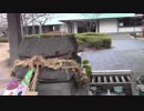ウサギが池でカモを襲う