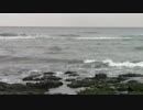 ウサギを海で発見！