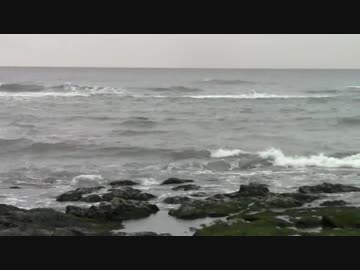 ウサギを海で発見！