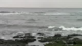 ウサギを海で発見！