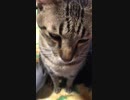 ぼんちゃん近影。