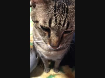 ぼんちゃん近影。