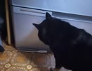 黒柴、謎の行動