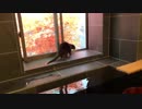 お風呂に入る前に味見したり探索したりするカワウソちぃたん
