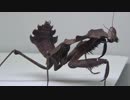 [閲覧注意!!]  再編集　メダマカレハカマキリ(幼虫）にゴキブリを与えてみた。(Deroplatys desiccata)