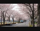【ザキ☆ユリ】桜ノ雨【歌ってみた】