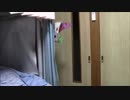 ひょっこりはんの如く奇襲するウサギ