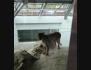 福山市立動物園 ピューマ(2019/03/19)