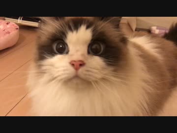 知らない場所でとりあえずローリングする猫