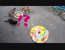 猫島の福岡・相島で猫用おもちゃを試す（後編）