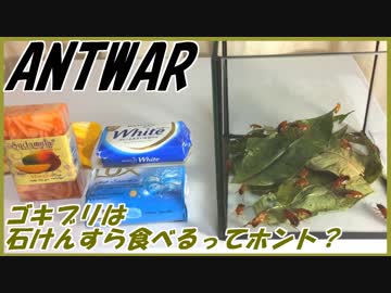 ゴキブリが石けんを食べるっていう噂はデマなの？ホントなの？