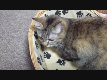 拾いねこ＠生後2455/2422日目　今更リゼロ見ました。レムちゃんが可愛すぎて泣きました！