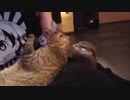 ネコさんをヨシヨシしてたら自分もしてほしくてグズるカワウソご先祖ちゃん