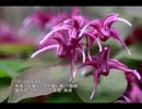 誕生日に贈る言葉～3月29日生まれの繊細なあなたに－聴きものがたり