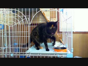 今日のぺぺぺ 2019-03-29