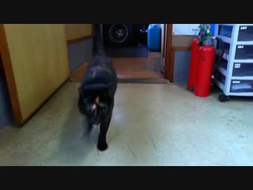 今日のごろ～ん 2019-03-29