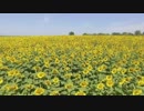 Sunflower_field　西川輝寿