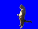 リ　ッ　ト　ン　調　査　団.murcat