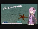 【FOREVER BLUE】ゆかりさんがスキューバを体験するようです4【結月ゆかり実況】