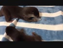 ご先祖ちゃんのご飯入れを取っちゃうカワウソちぃたん
