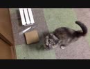 ご飯をおねだりする猫ちゃんがかわいい・サビ猫とまと