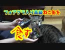 人間よりも先に猫がフォアグラを食べます。だって下僕だもの。