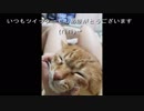 【女性実況プレイ動画】マリオランpart3～ゆるゆるオ●実況～