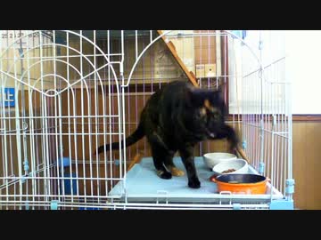 今日のぺぺぺ 2019-03-30