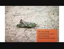 OCP Bed Bug Exterminator in Brooklyn, NY | 347-652-1551