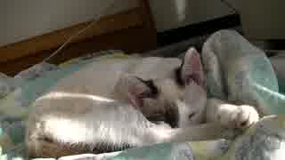 春の朝にまどろむ仔猫