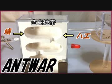 ケアリがハエとの縄張り闘争で領土を広げる！