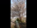 地元の桜の木が開花しました