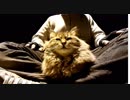 釣りをさせてくれない野良猫part１７