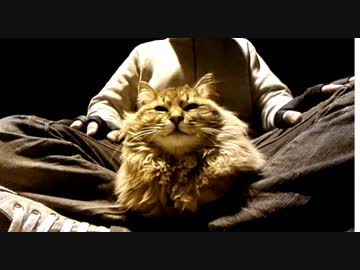 釣りをさせてくれない野良猫part１７