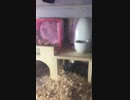 白黒つけましょう